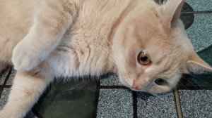 Спасибо моим дорогим подписчикам за поддержку.