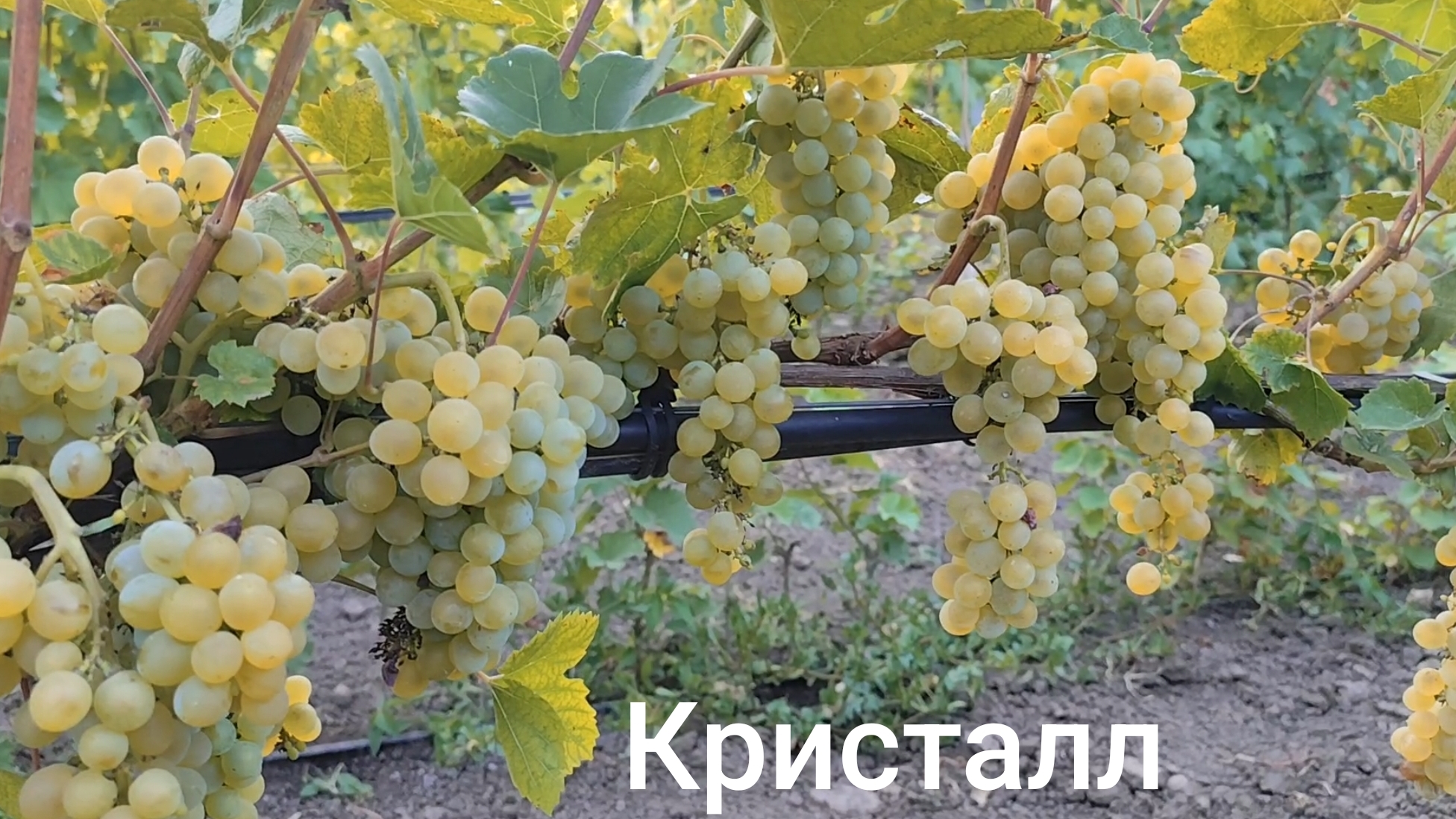 Виноград 