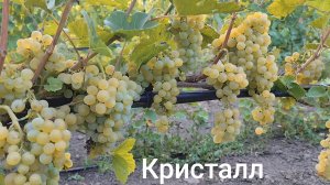 Виноград «Кристалл» на 18.08.26г.
Краснодарский край.+7(918)47-00-828.
