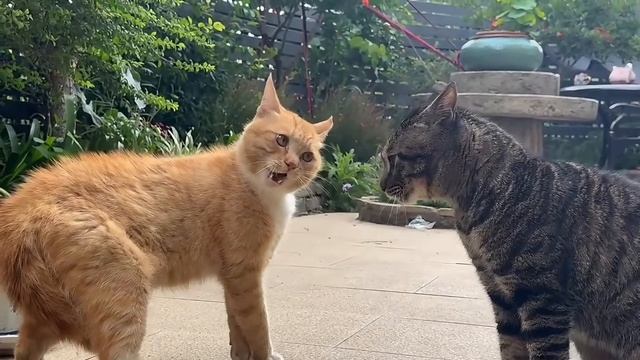 Смешные кошки
