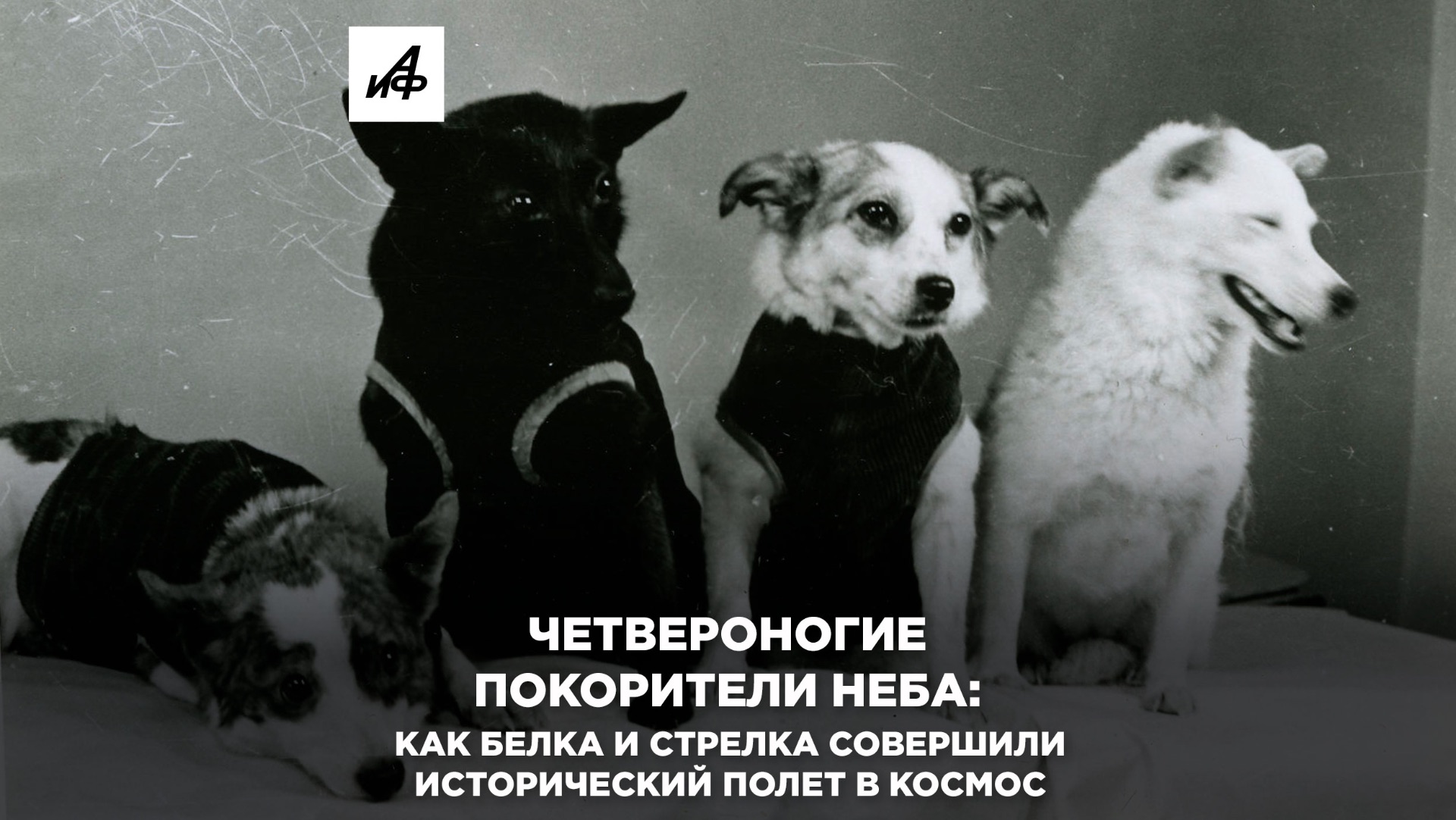 Четвероногие покорители неба: как Белка и Стрелка совершили исторический полет в космос
