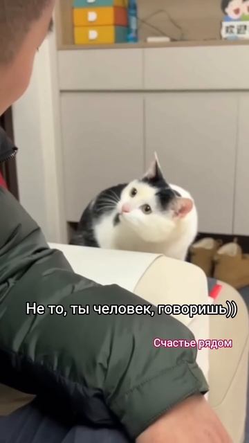 Поговорили #котикиприколы #веселыекоты #cat #кот #прикольныекоты #cute