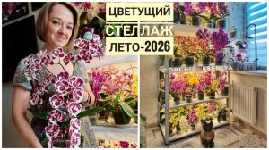 Шикарное летнее цветение стеллажа с орхидеями мутантами 💐 Пелоры, трилипсы, бабочки 🔥 Август-2026