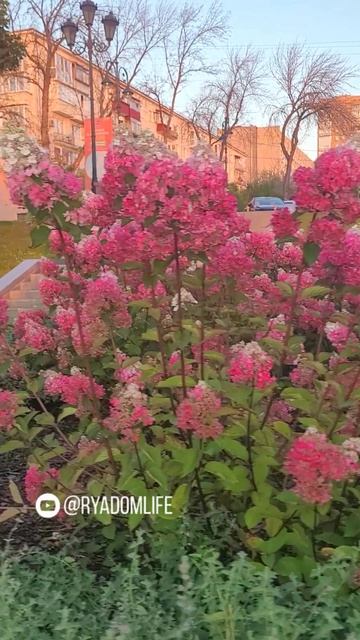 Гортензии на набережной Самары. Beautiful White & Pink Hydrangeas #самара #ryadomlife #гортензии