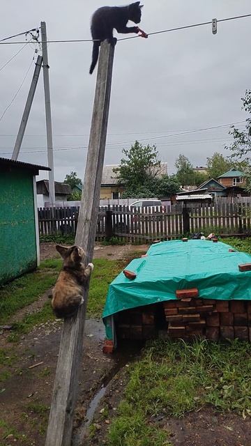 А маленькие были слабые худенькие.