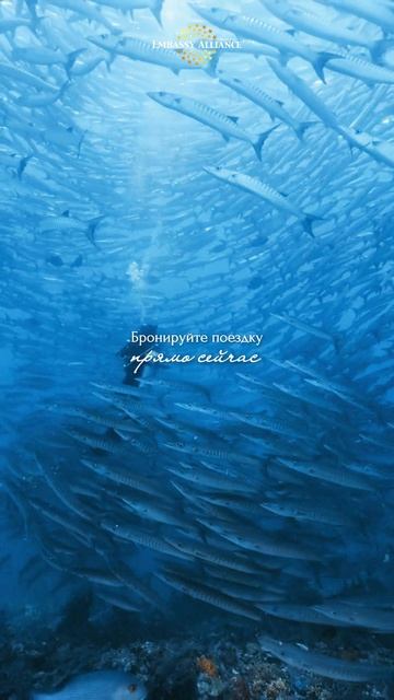 Погрузиться к тысячам барракуд и гигантским черепахам —главный пункт в чек-листе дайвера на Сипадане