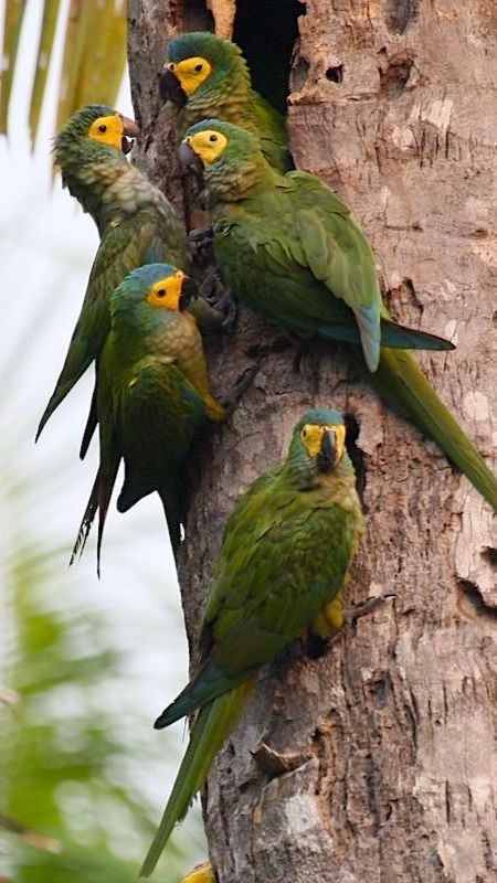 Краснобрюхие ара (Orthopsittaca Manilatus) в перуанской Амазонии