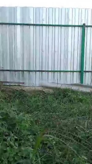 мы гуляем по участку
