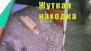 КАКОЙ ЖЕ ОН ЖИВУЧИЙ/  ЖУТКАЯ НАХОДКА/ с 10 по 12 августа2026