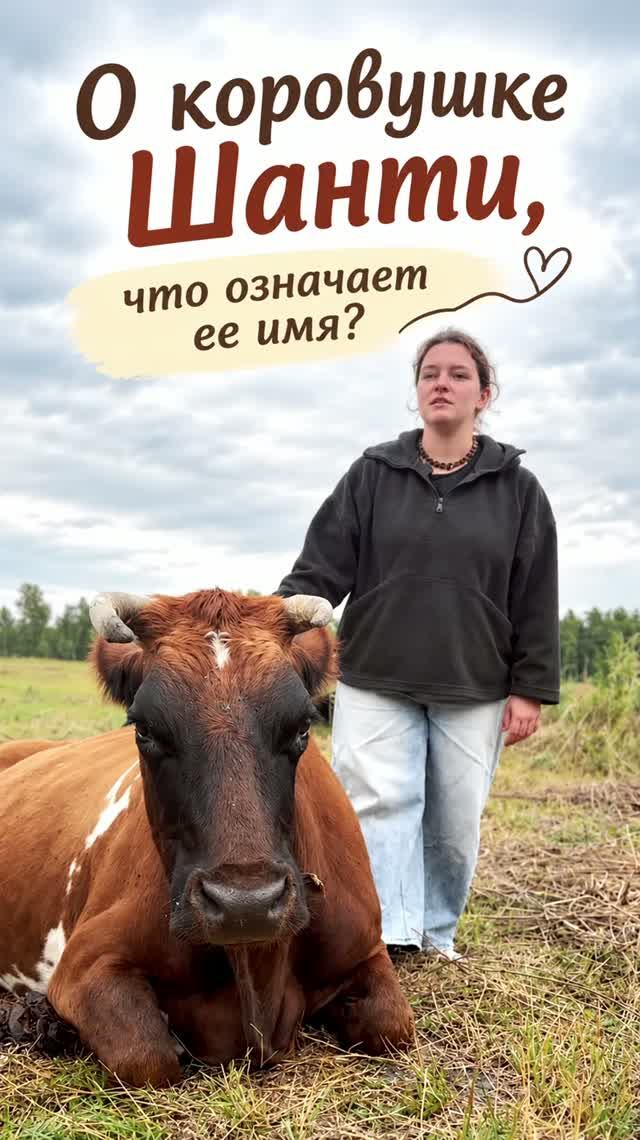 О корове Шанти и её имени