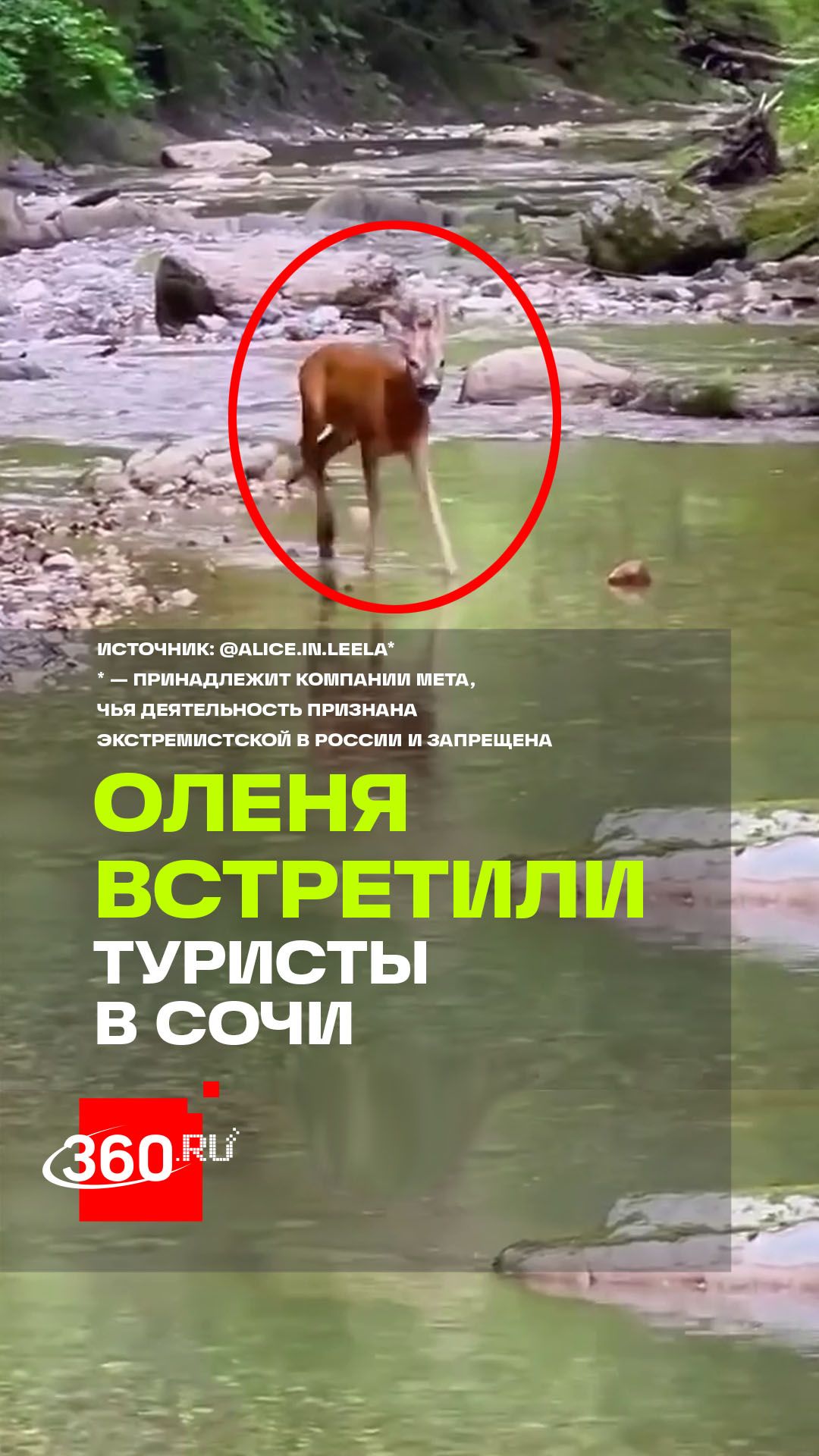 Дикий олень вышел к туристам прямо в сочинском каньоне