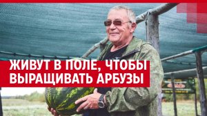 Семья живет в поле, чтобы выращивать арбузы