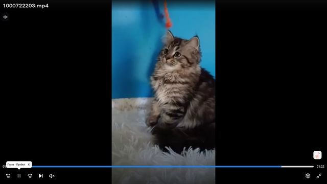 Котята питомник кошек  МИНИКОРЖИК