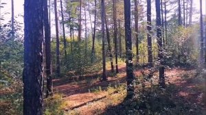 Прогулка по лесу
