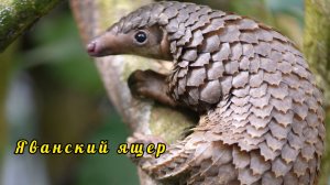 Яванский ящер. Чешуйчатый муравьед. 1