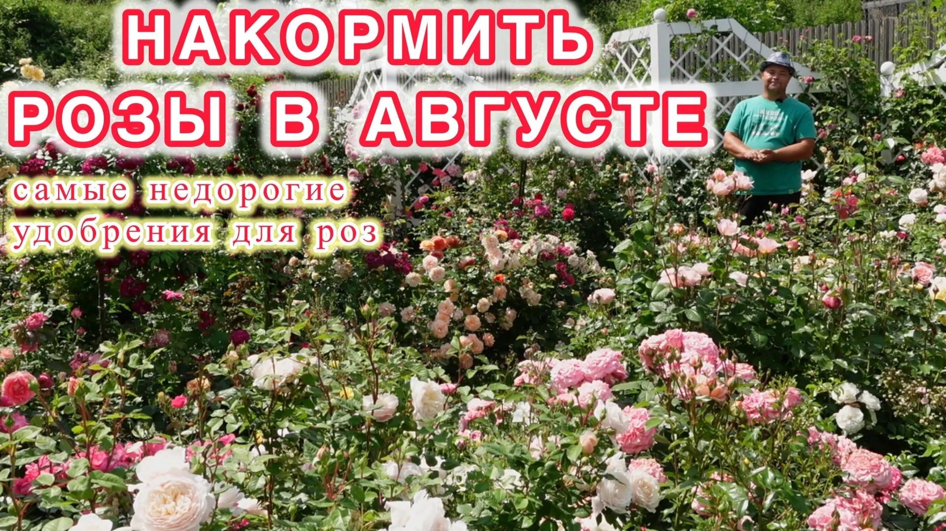 Без дорогих удобрений как и чем накормить розы и подготовить их правильно к зиме?!