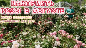 Без дорогих удобрений как и чем накормить розы и подготовить их правильно к зиме?!