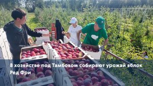 В хозяйстве под Тамбовом собирают урожай яблок Ред Фри