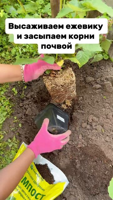 ПИТАТЕЛЬНЫЙ СТАРТ ДЛЯ САЖЕНЦЕВ