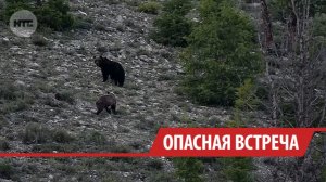Эксперт назвал главные правила выживания при встрече с медведем в лесах Иркутской области