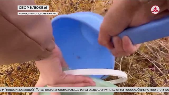Сезон сбора клюквы