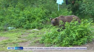 Озверели: в Кузбассе и соседних регионах медведи нападают на людей