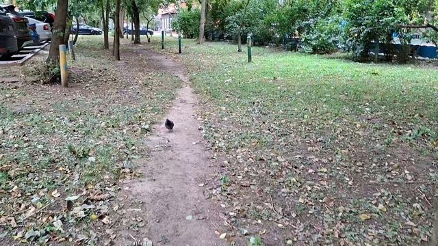 Про стрижа