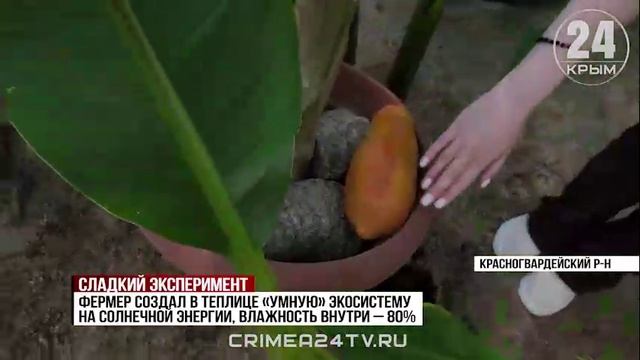 К сбору первого урожая папайи приступили в Красногвардейском районе
