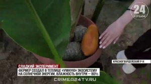 К сбору первого урожая папайи приступили в Красногвардейском районе