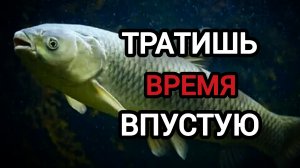 ТЫ НИ ЗА ЧТО НЕ ПОЙМАЕШЬ ТРОФЕЙНОГО 🏆 АМУРА, если не посмотришь это видио! Как Поймать Амура Летом