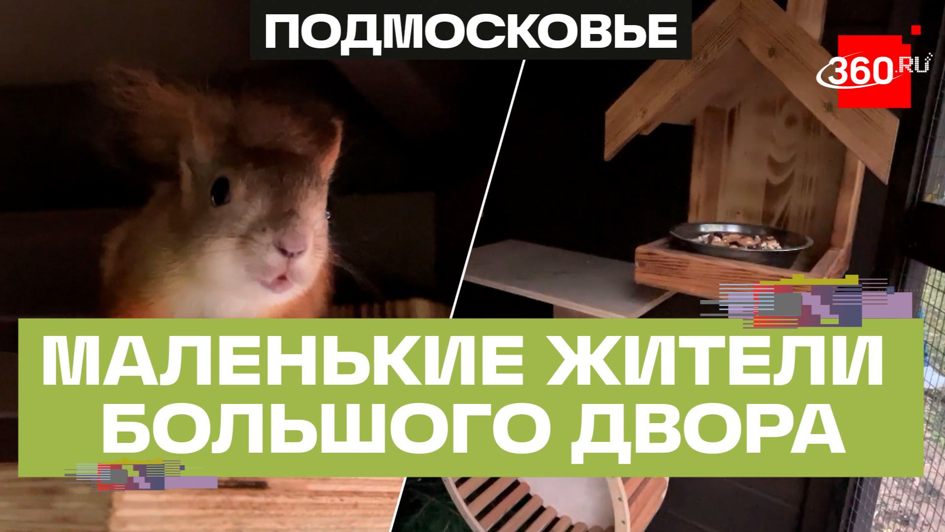 Уголок дикой природы во дворе: в Мытищах оборудовали вольер для белок