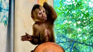 МЫ ЧУТЬ НЕ ЛОПНУЛИ ОТ СМЕХА! Финик не на шутку разошелся и ПРОСТО ОТЛУПИЛ Дениса😂