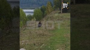 Медведи на Алтае потеряли страх: хищники выходят к людям и нападают на туристов