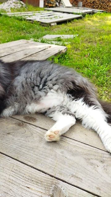 МИШКА 😻😻😻ПРОСТО ПРЕЛЕСТЬ 😘😘😘🥰🥰🥰САМЫЙ ВАЖНЫЙ 💪💪💪КОТ 🐱😺🐈В МИРЕ 😍#кот#юмор