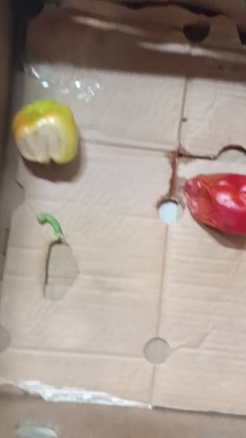 Светофор мясной отдел