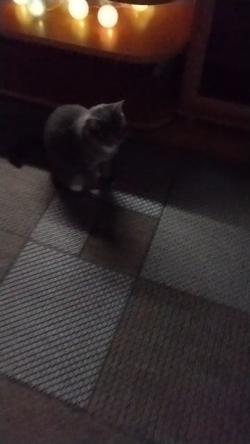 милая кошка на свете
