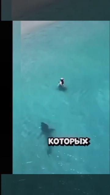 МДА АКУЛ ИСТ