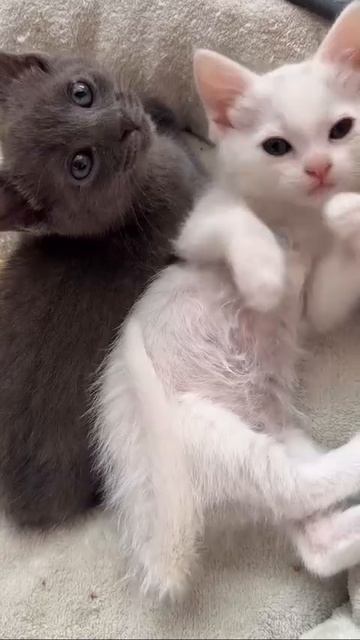 Котята.