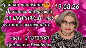 2 часть. Кролики понаехали 😡❗️Пришлось достать оп@рышей ЗА ШКИРНЯК из-под лестницы❗️