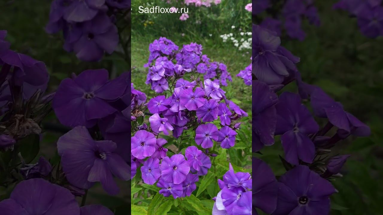 Старинный флокс Ночка