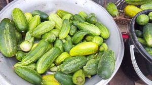 🥒🥒🥒Огурцы «прут» 🥒👍И мы не жалуемся😄❤️