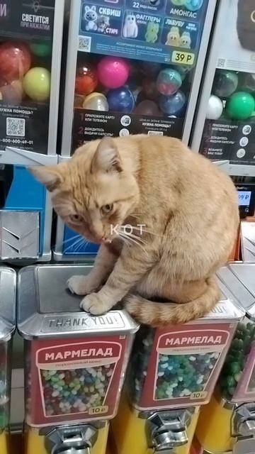😺кот