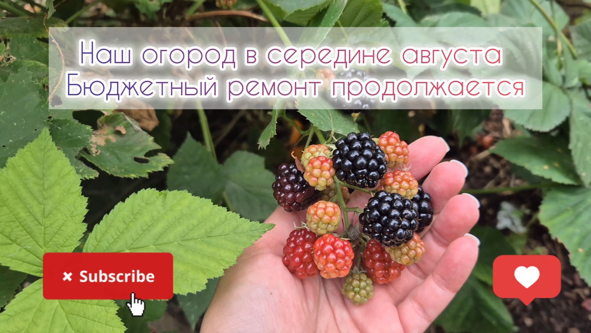 Наш огород в середине августа🌺 Бюджетный ремонт продолжается⚒️