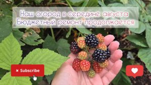 Наш огород в середине августа🌺 Бюджетный ремонт продолжается⚒️