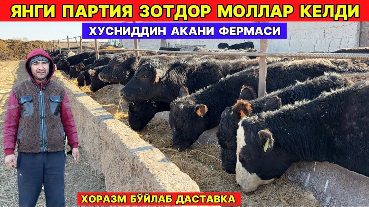 ЯНГИ ПАРТИЯ ЗОТДОР МОЛЛАР КЕЛДИ ХУСНИДДИН АКА ФЕРМАСИ !!! ХОРАЗМ БОЗОР