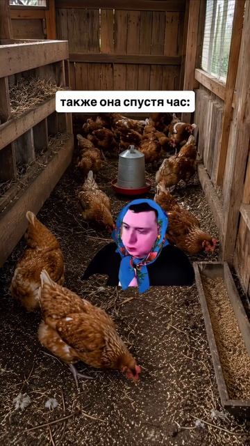 бабкамел