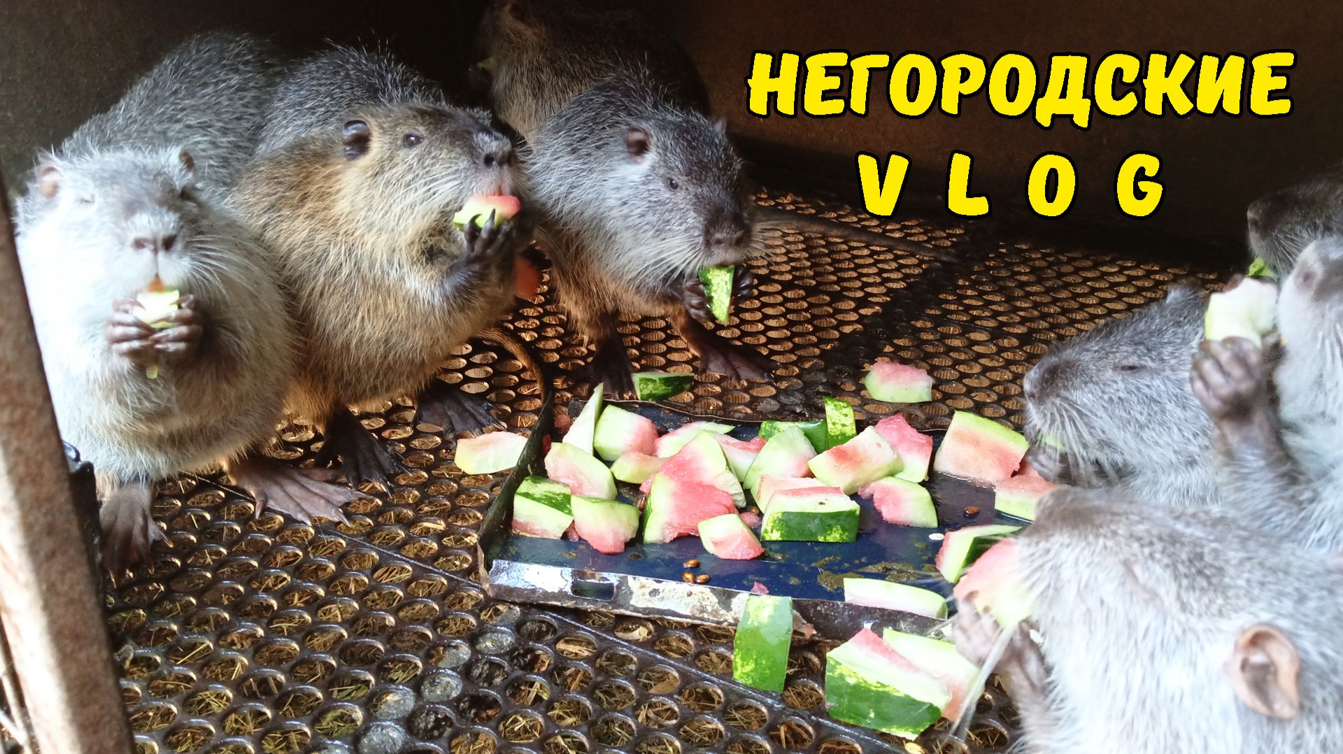 Вода ушла! Сезон арбузных корок для НУТРИЙ. 15.08.26