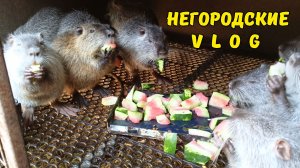 Вода ушла! Сезон арбузных корок для НУТРИЙ. 15.08.26