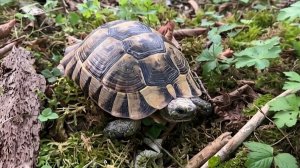 В Кавказском заповеднике спасли краснокнижную черепаху