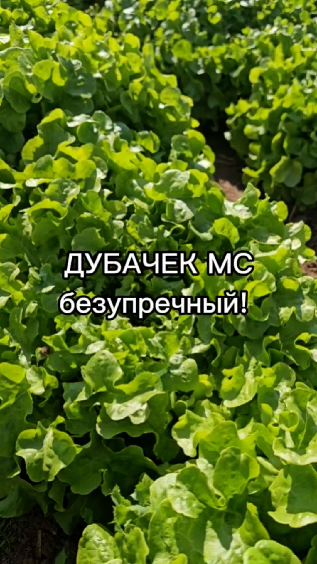 Этот салат после срезки вырастает заново!
